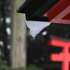垂れ雪