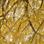 autumn for tokyoites 2021