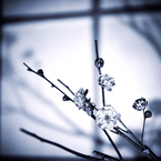 ume-monochrome