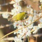 斜めのめじろ