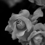 モノクロの花 1