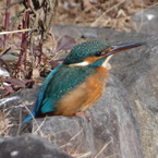 冬の里山で7(カワセミ5)