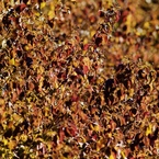 紅葉の名残