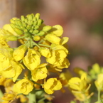 菜の花