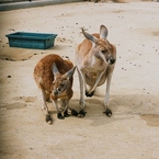 カンガルー