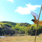 野鳥のいる、とある風景　6