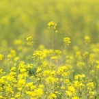 SPRING YELLOW2