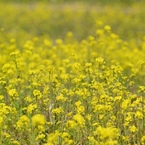 SPRING YELLOW3