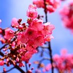 沖縄から来た桜①