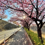 河津桜の径