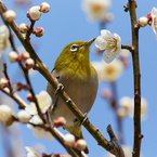 春先の風物詩