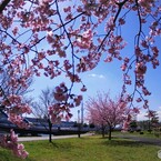 春のうららの隅田川～ⅵ