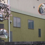 ミラー