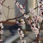 庭木にメジロが 1