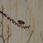 庭木にメジロが 2