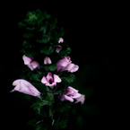a Plant