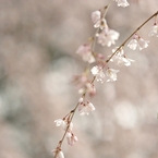 spring for tokyoites 2022