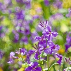 菜の春