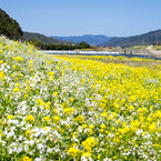 河川敷の春