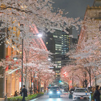夜桜散歩(日本橋～越中島クルーズ)