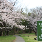 公園の桜②