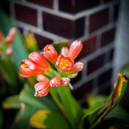 散歩道の花2