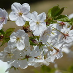春の花1(桜1)