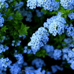 Alyssum