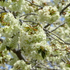 春の花8(桜8)