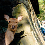 奈良公園