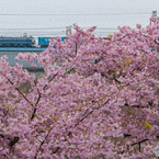 2022.3.10 桜とEF66 27  1092レ