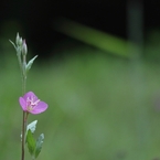 小さくても春の花　２７