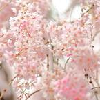 上野公園の桜