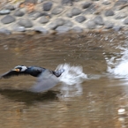 助走～TAKE OFF(カワウ)