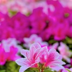 IMG_1195