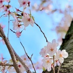 2022桜