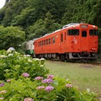 小湊鉄道のキハ40と紫陽花