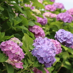紫陽花の道