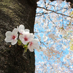 幹の桜も満開