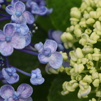 面としての植物