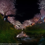 Row of cherry blossoms☆