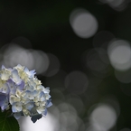 梅雨色水玉模様