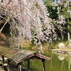 曹源寺　枝垂れ桜