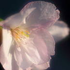 一才桜