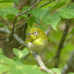 夏の里山で4(メジロ)