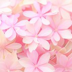 花笑み
