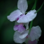 温室の花