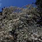 京都御所の花