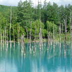 北海道美瑛町～青い池０４