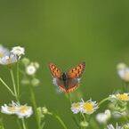 野の花にベニシジミ　　DSC_5522